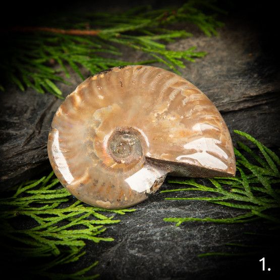 Kiillotettu ammoniitti, eri kokoja