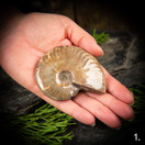 Kiillotettu ammoniitti, eri kokoja