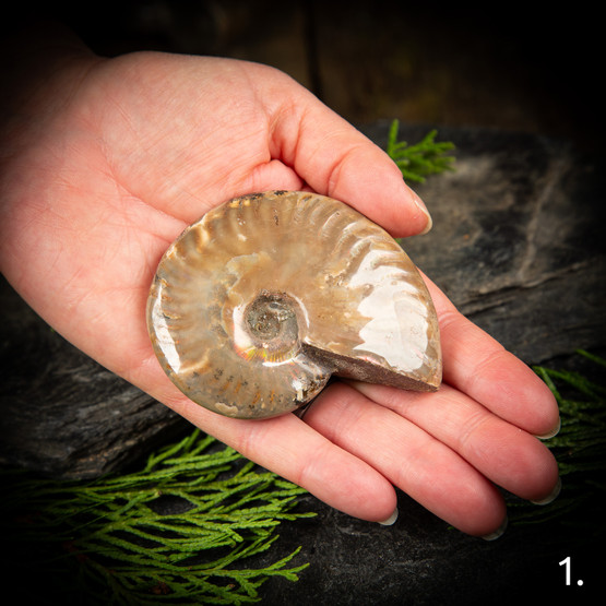 Kiillotettu ammoniitti, eri kokoja