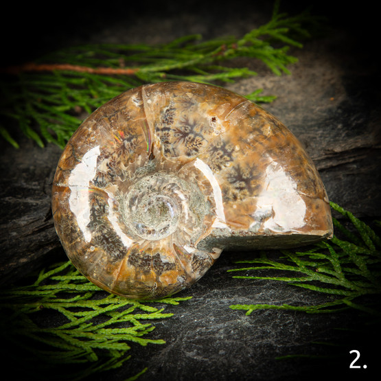 Kiillotettu ammoniitti, eri kokoja