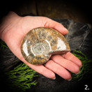 Kiillotettu ammoniitti, eri kokoja