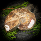 Kiillotettu ammoniitti, eri kokoja