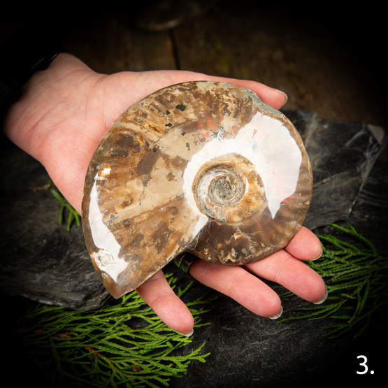 Kiillotettu ammoniitti, eri kokoja