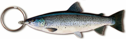 Kala-aiheinen avaimenperä, Meritaimen (Salmo trutta trutta)