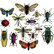 Sizzix Tim Holtz Thinlits Entomology -stanssisetti