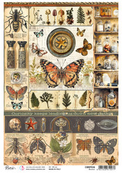 Ciao Bella riisipaperi Cabinet of Curiosities, Science