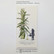 Lavinia Stamps leimasin Herbalum Bob