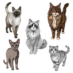 Honey Bee Stamps leimasin Paws & Purrs