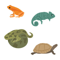 Honey Bee Stamps stanssi Lovely Layers: Curious Critters