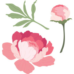 Honey Bee Stamps stanssi Lovely Layers: Peony