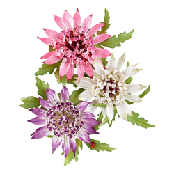 Spellbinders stanssi Serenity Garden, Astrantia