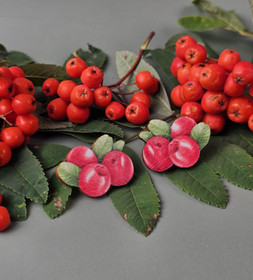 Puolukat -koivuvaneri-