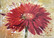 Punainen gerbera