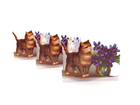 Kissa haitarikoriste 