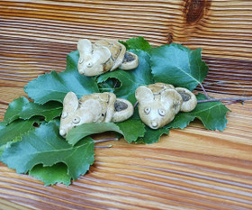 Tervahiiri tuoksupesällä