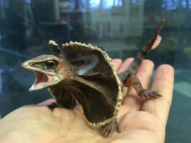 CollectA 88690 Kauluslisko