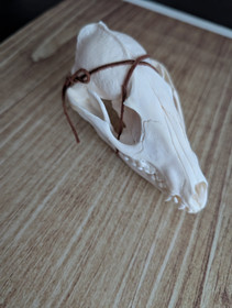 Raccoon dog skull