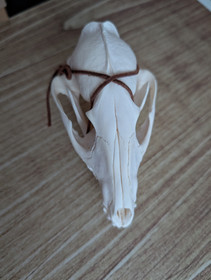 Raccoon dog skull