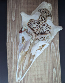Patterned moose skull