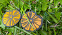 Orange earrings