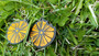 Orange earrings