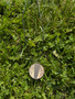 Marianas Rest necklace