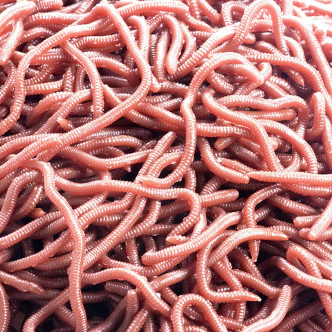 Elastisia matoja/lieroja 50kpl