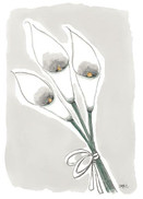 ADRESSI, Kalla värillinen