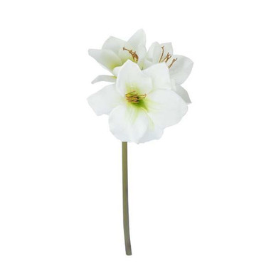 AMARYLLIS, VALKOINEN, 67 CM