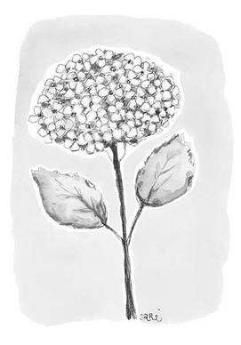 ADRESSI, Hortensia musta/valkoinen