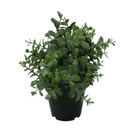 MEHIKASVI, RUUKKU, 19 CM