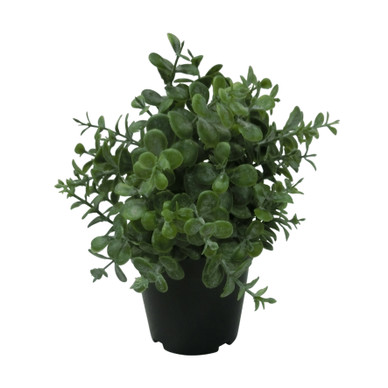 MEHIKASVI, RUUKKU, 19 CM