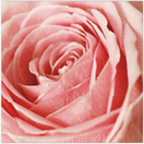 SERVETTI,  RUUSU, 33x33 CM 