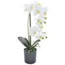 ORKIDEA RUUKKU, VALKOINEN