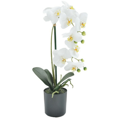 ORKIDEA RUUKKU, VALKOINEN