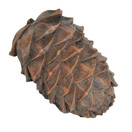 KÄPY KORISTE, RUSKEA