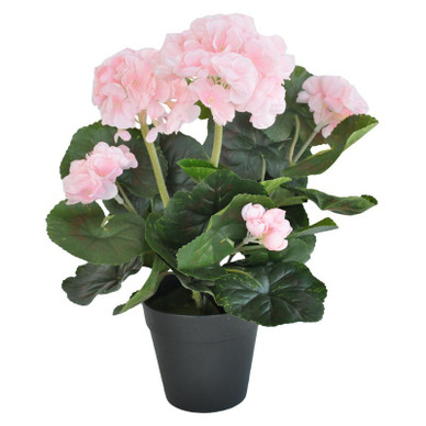 PELARGONIA RUUKUSSA, VAALEANPUNAINEN, 35 cm