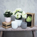 KUKKARUUKKU, VALKOINEN 12,5cm