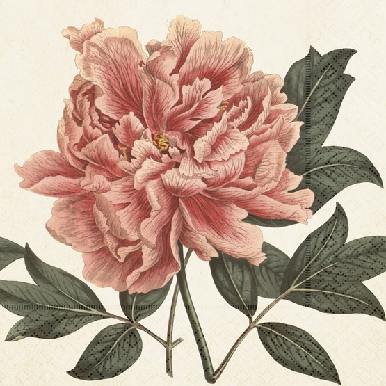 SERVETTI,  PIONI 33x33 cm