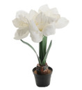 AMARYLLIS, VALKOINEN, 45 cm