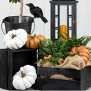 KORISTEKURPITSA VALKOINEN, 2 erilaista