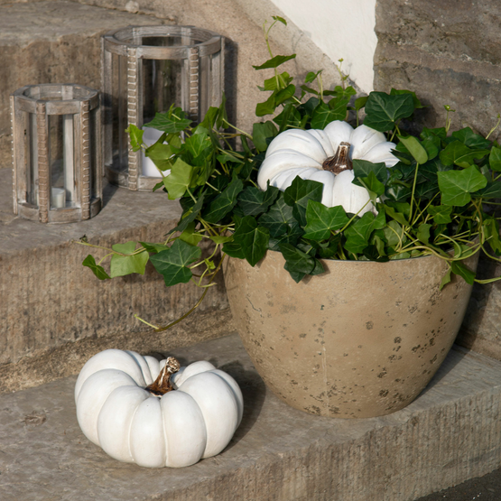 KORISTEKURPITSA VALKOINEN, 2 erilaista