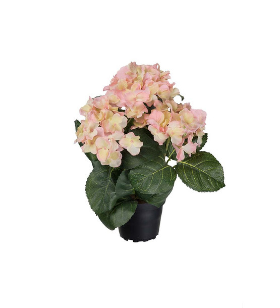 HORTENSIA RUUKUSSA, VAALEANPUNAINEN 30 cm