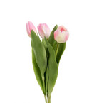 TULPPAANI, VAALEANPUNAINEN 36 cm (myydään yksittäin)