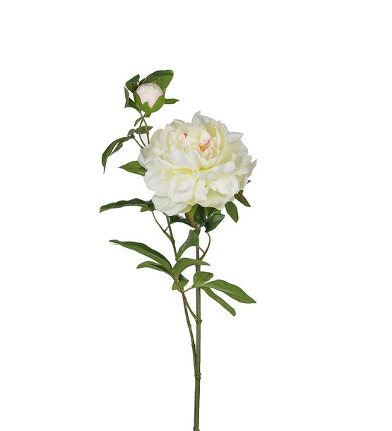 PIONI, VALKOINEN 65 cm