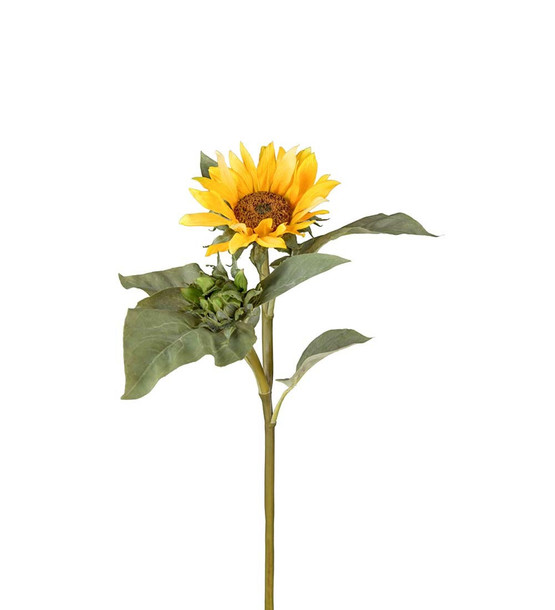 AURINGONKUKKA 70 cm