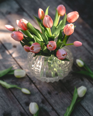 TULPPAANIKIMPPU 5 KPL, VAALEANPUNAINEN 30 cm