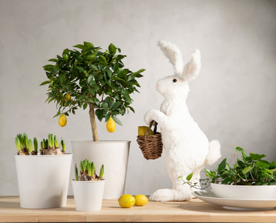 VALKOINEN KANI JA KORI, 31x36x75 cm