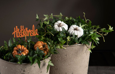 KURPITSA KORISTETIKKU, VALKO-HARMAA 6x3,5 cm