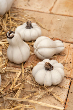 KORISTEKURPITSA MINI, VALKO-HARMAA LAJITELMA